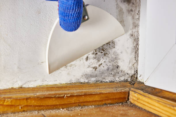 Best Post-Construction Mold Inspection  in Pontoon Beach, IL
